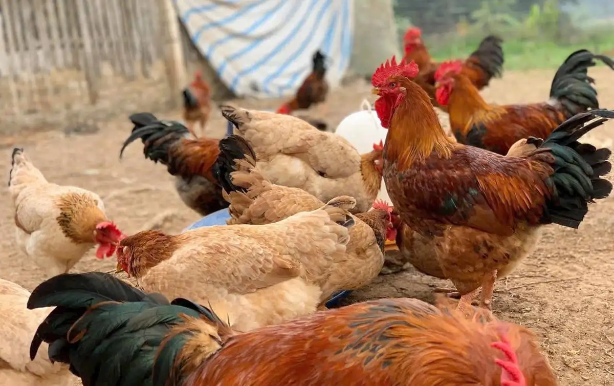 Bước tiến chăn nuôi của TP Huế theo hướng hữu cơ, an toàn sinh học