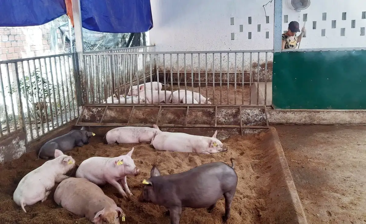 Bước tiến chăn nuôi của TP Huế theo hướng hữu cơ, an toàn sinh học