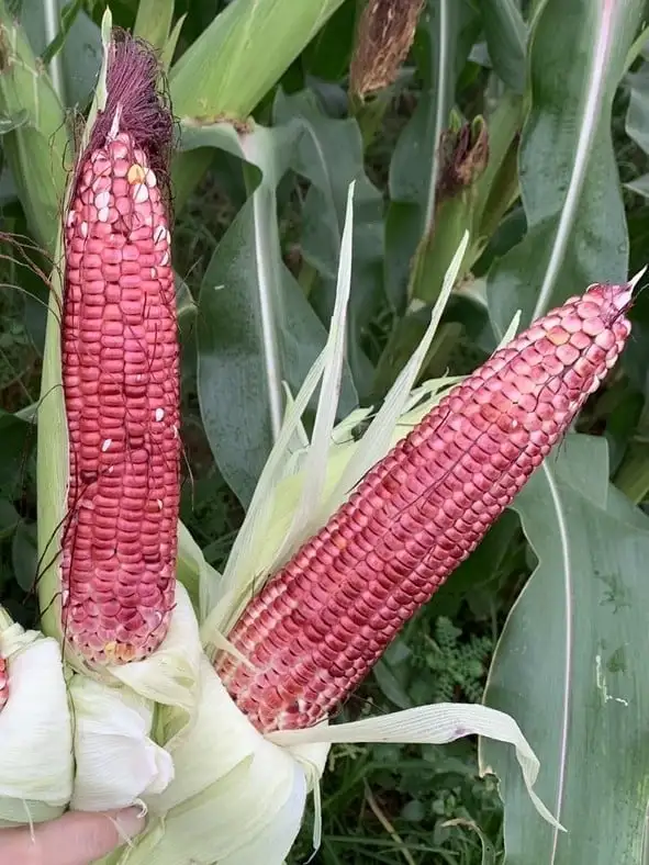 Bước tiến trong chọn tạo giống ngô trái cây Việt Nam