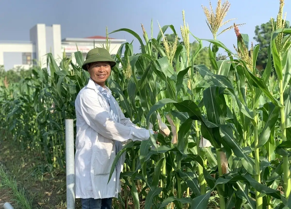 Bước tiến trong chọn tạo giống ngô trái cây Việt Nam