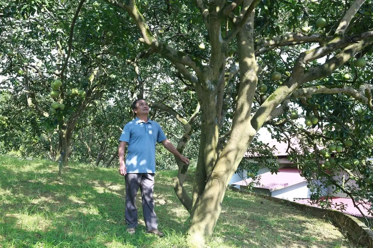 Bưởi Đại Minh tìm lại chỗ đứng từ mô hình canh tác hữu cơ