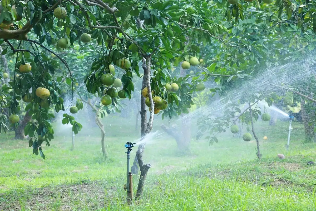 Bưởi Đại Minh tìm lại chỗ đứng từ mô hình canh tác hữu cơ