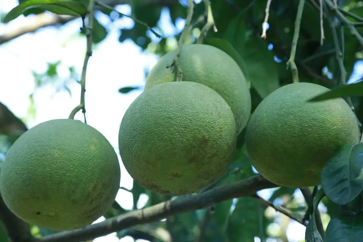 Bưởi Đại Minh tìm lại chỗ đứng từ mô hình canh tác hữu cơ