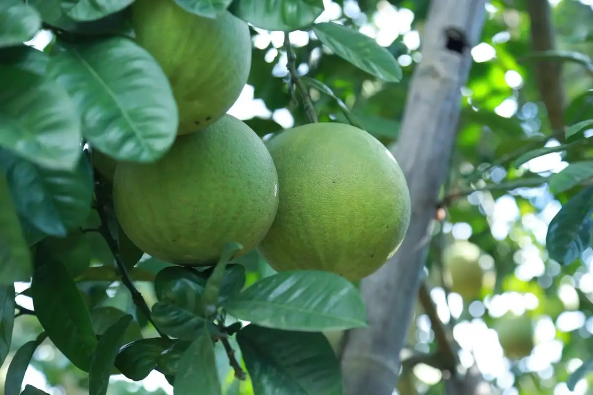 Bưởi Đại Minh tìm lại chỗ đứng từ mô hình canh tác hữu cơ