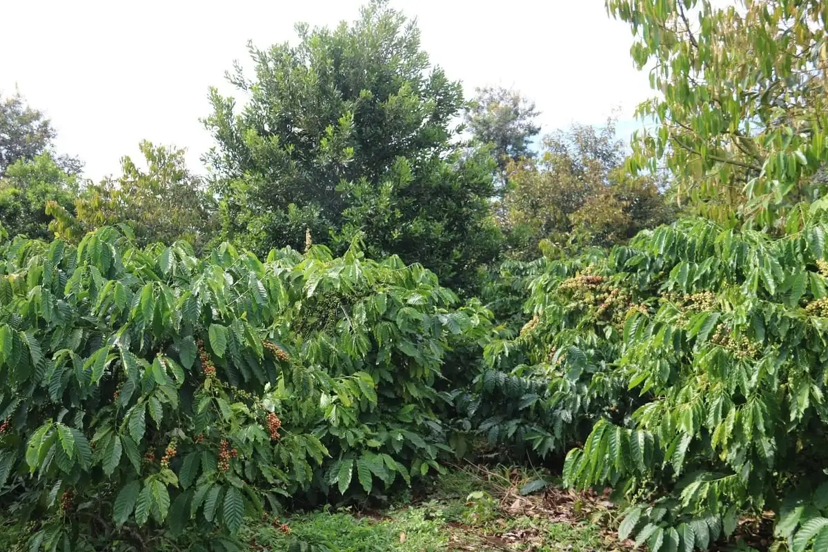 Cà phê tái canh năng suất vượt trội