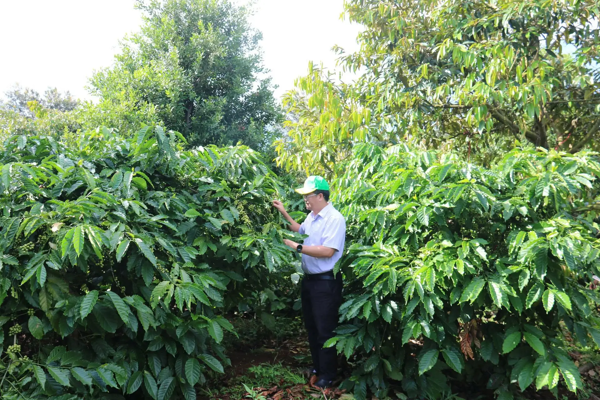 Cà phê tái canh năng suất vượt trội