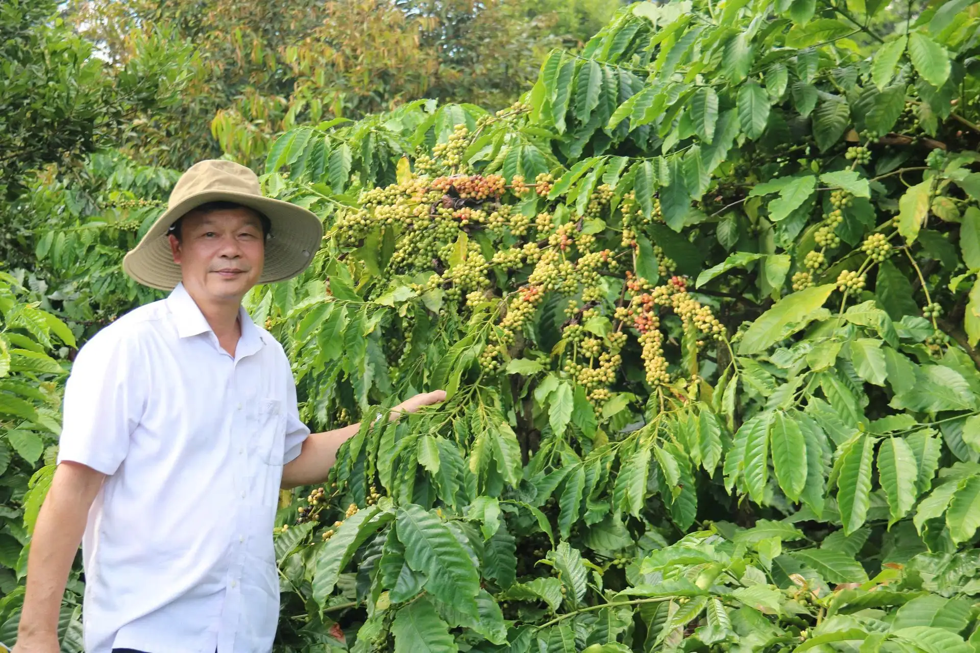 Cà phê tái canh năng suất vượt trội