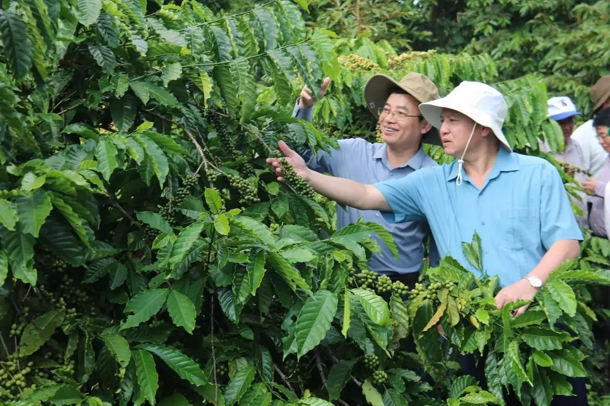 Cà phê tái canh năng suất vượt trội