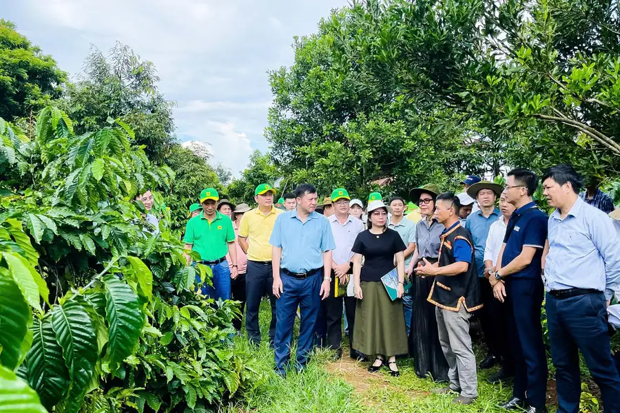 Cà phê xanh, chìa khóa giảm nghèo bền vững vùng dân tộc thiểu số Đắk Lắk
