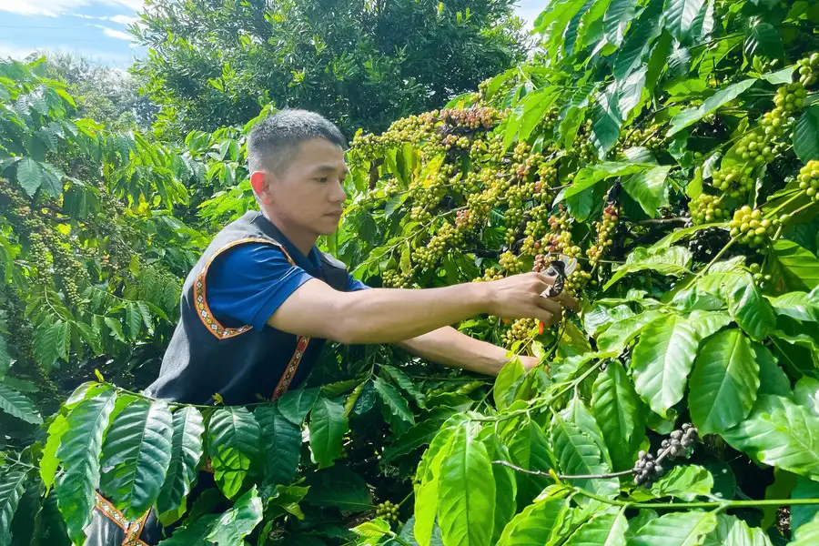 Cà phê xanh, chìa khóa giảm nghèo bền vững vùng dân tộc thiểu số Đắk Lắk