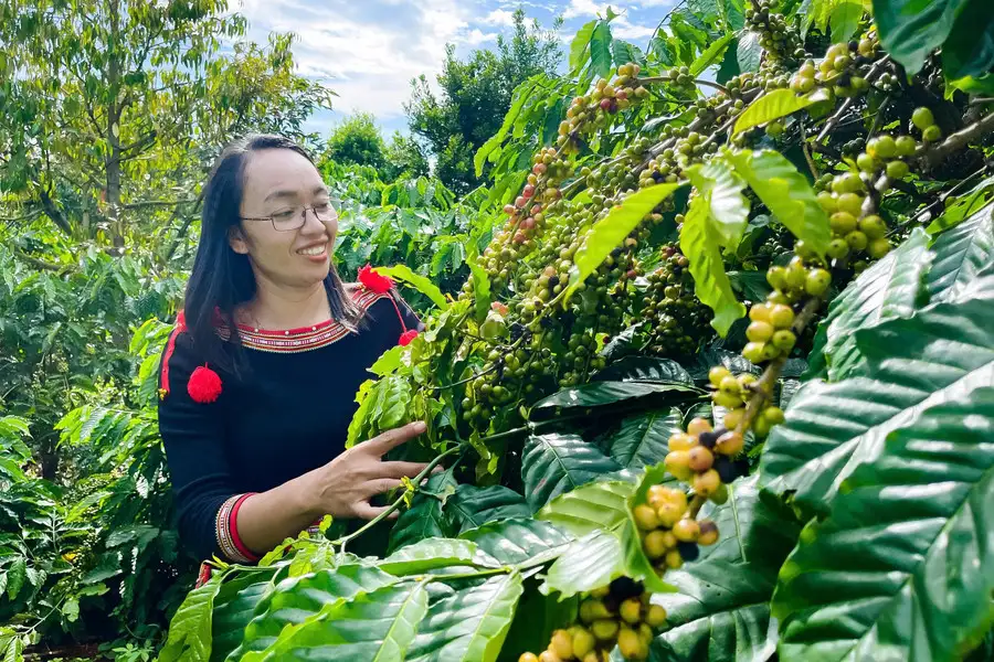 Cà phê xanh, chìa khóa giảm nghèo bền vững vùng dân tộc thiểu số Đắk Lắk