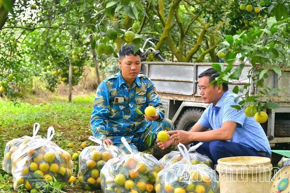 Cam Cao Phong vào vụ mới, hứa hẹn bội thu