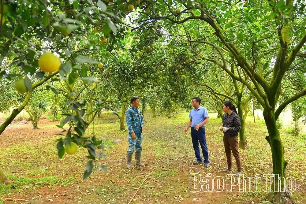 Cam Cao Phong vào vụ mới, hứa hẹn bội thu