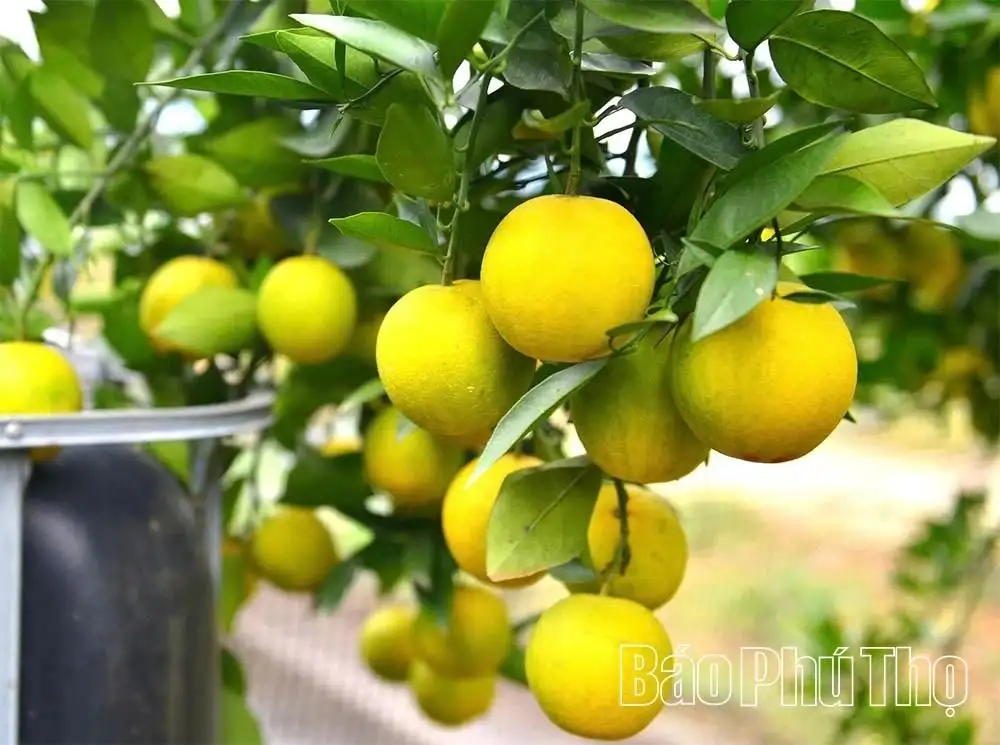 Cam Cao Phong vào vụ mới, hứa hẹn bội thu