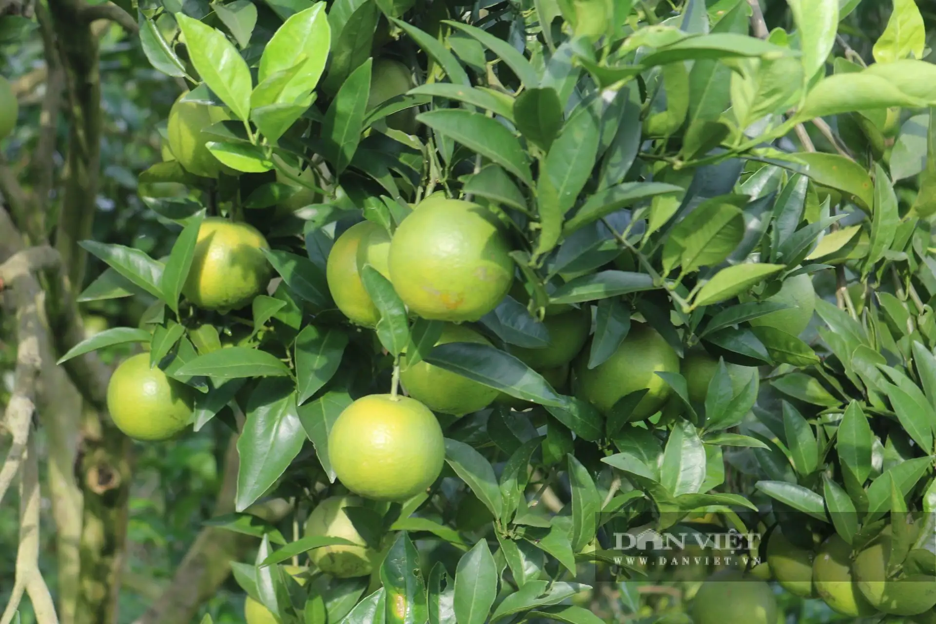 Cận cảnh vườn cây đặc sản, thác lá lên chổ nào cũng thấy quả ngon của một tỷ phú Tuyên Quang từng không biết chữ