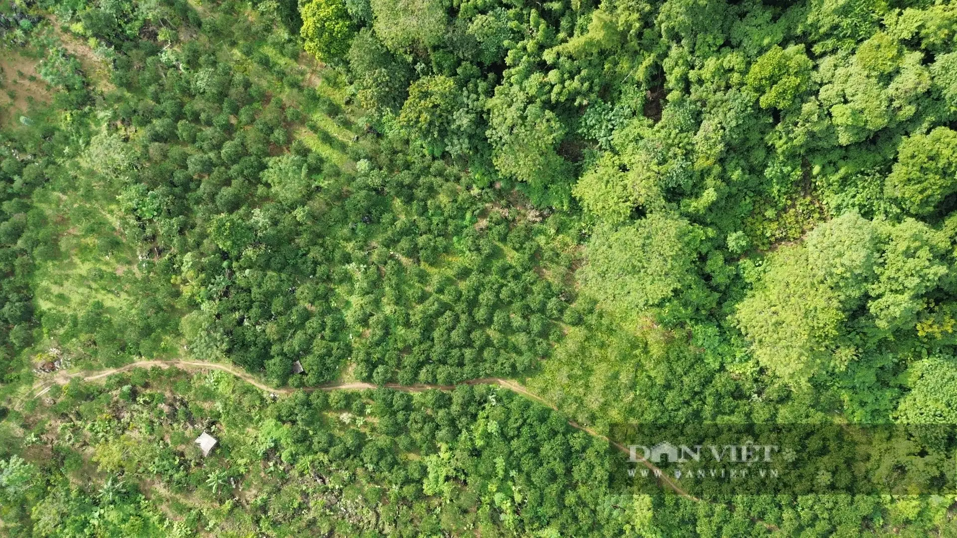 Cận cảnh vườn cây đặc sản, thác lá lên chổ nào cũng thấy quả ngon của một tỷ phú Tuyên Quang từng không biết chữ