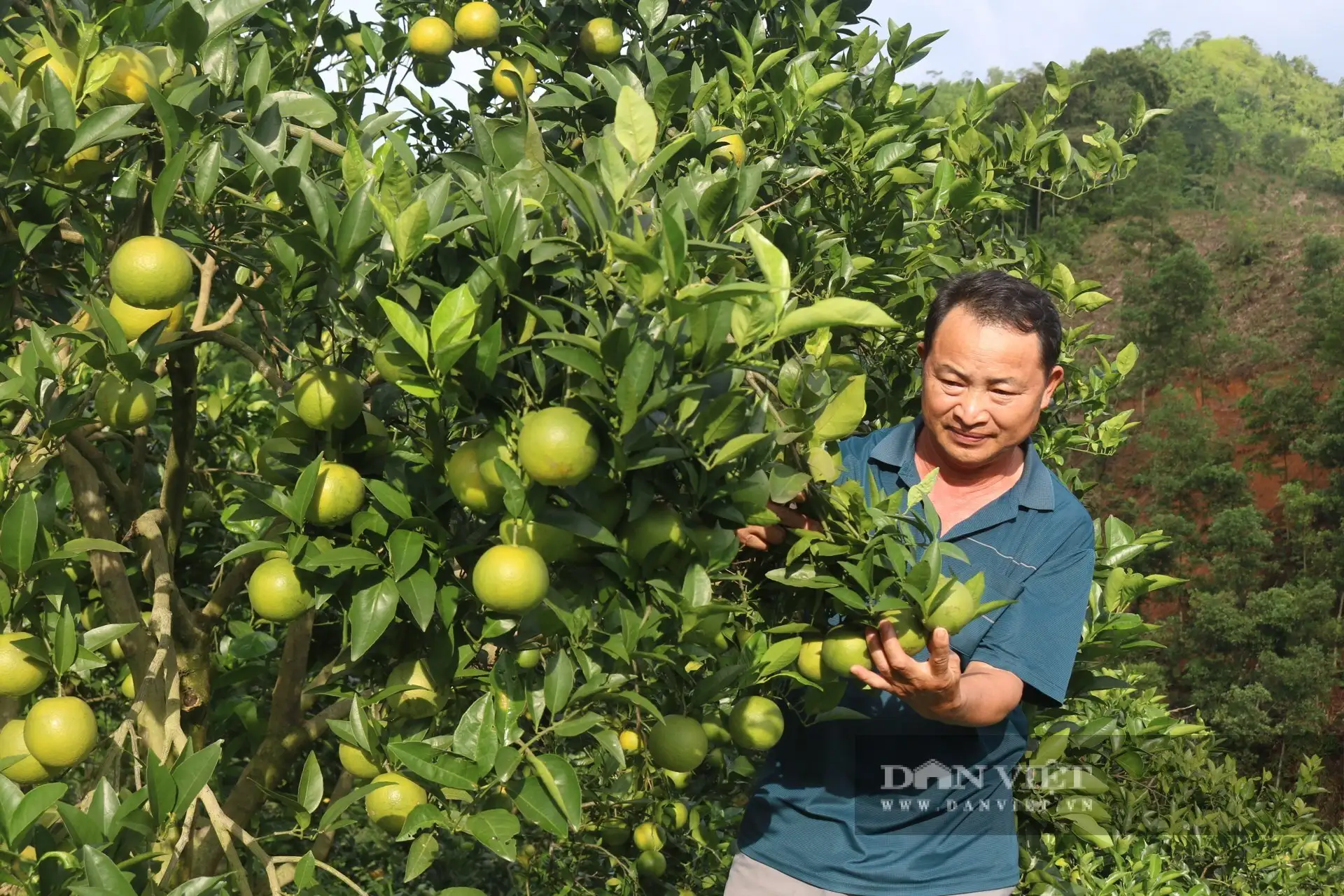 Cận cảnh vườn cây đặc sản, thác lá lên chổ nào cũng thấy quả ngon của một tỷ phú Tuyên Quang từng không biết chữ
