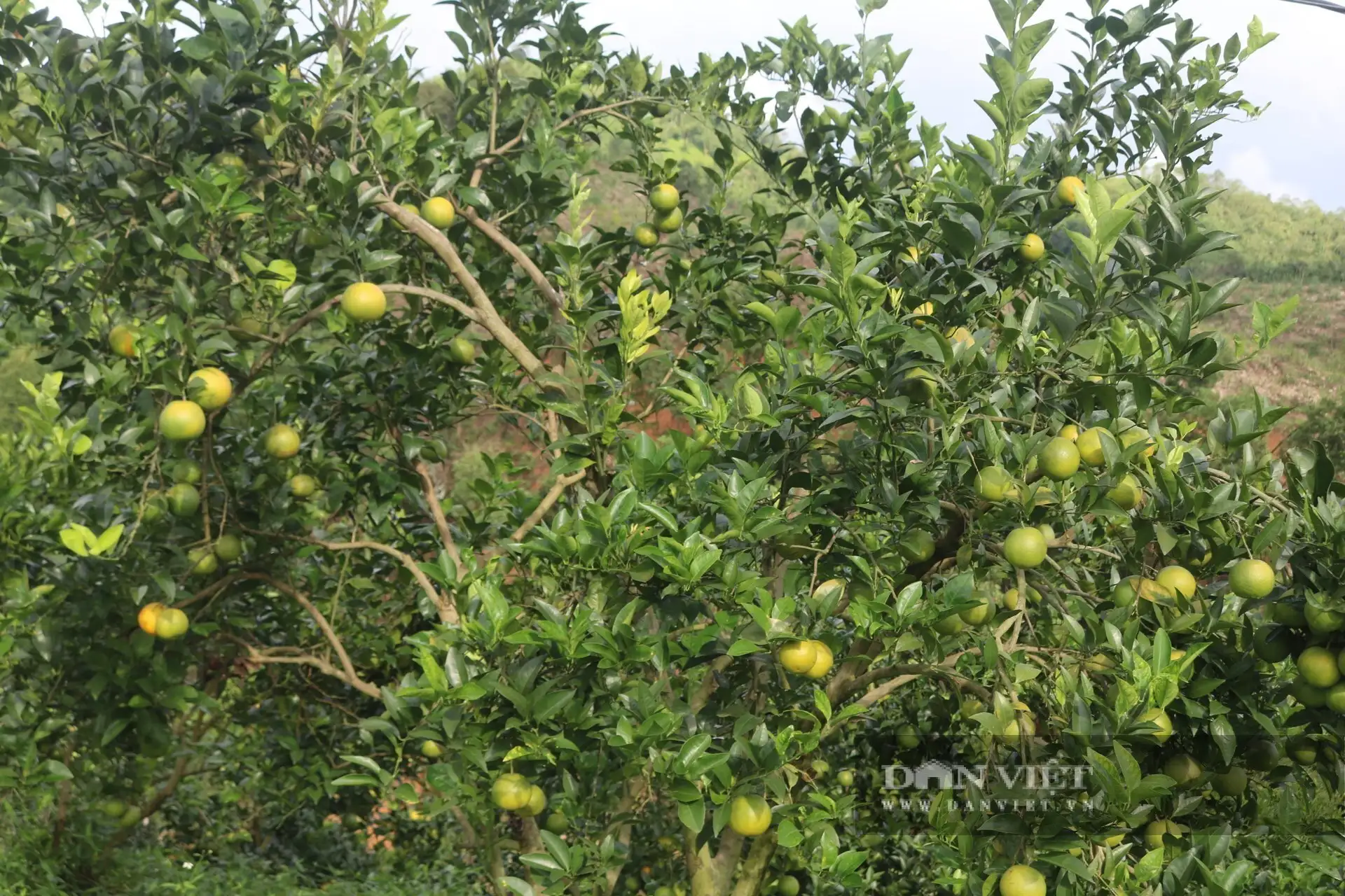 Cận cảnh vườn cây đặc sản, thác lá lên chổ nào cũng thấy quả ngon của một tỷ phú Tuyên Quang từng không biết chữ