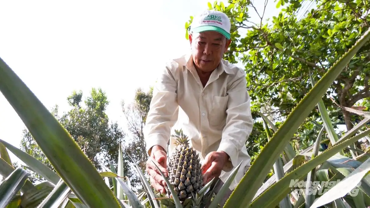 Cần Thơ phát triển khóm thành cây trồng chủ lực