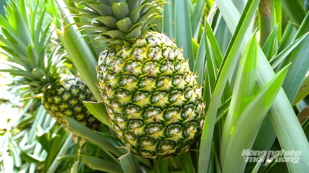 Cần Thơ phát triển khóm thành cây trồng chủ lực