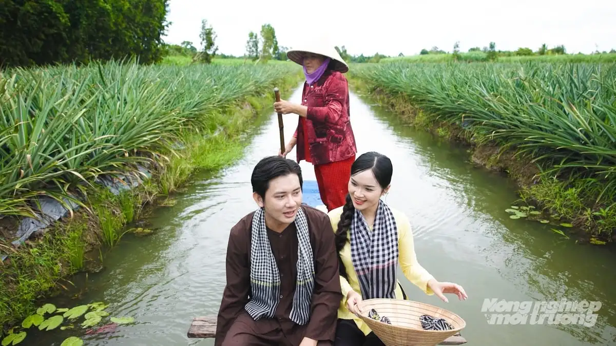 Cần Thơ phát triển khóm thành cây trồng chủ lực