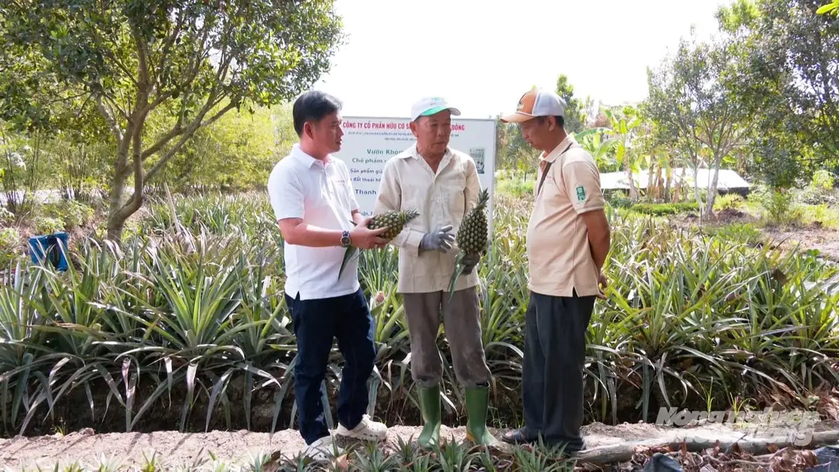 Cần Thơ phát triển khóm thành cây trồng chủ lực