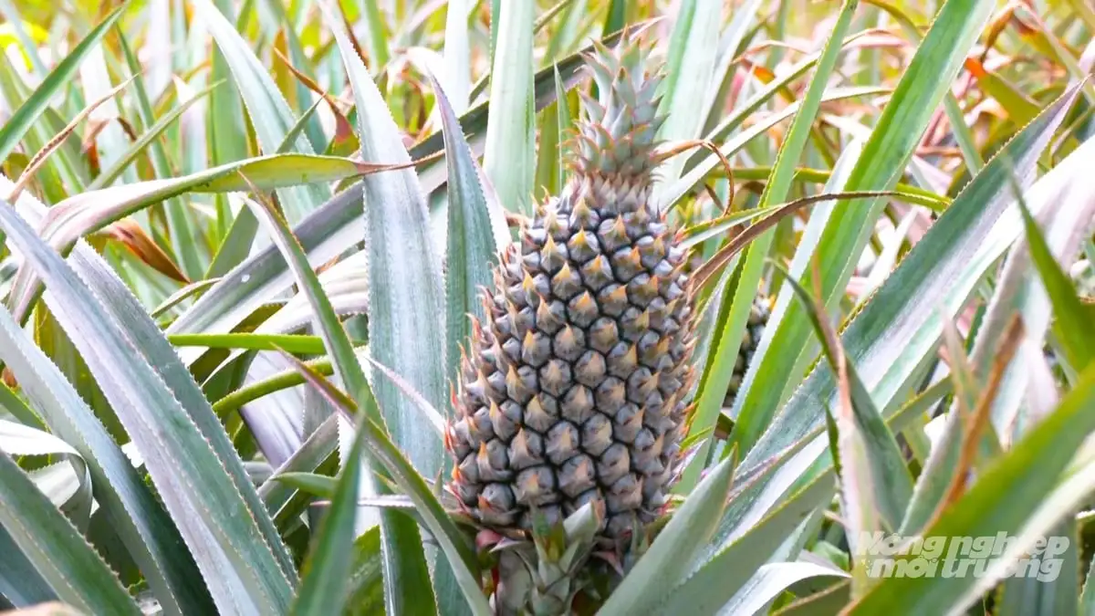 Cần Thơ phát triển khóm thành cây trồng chủ lực