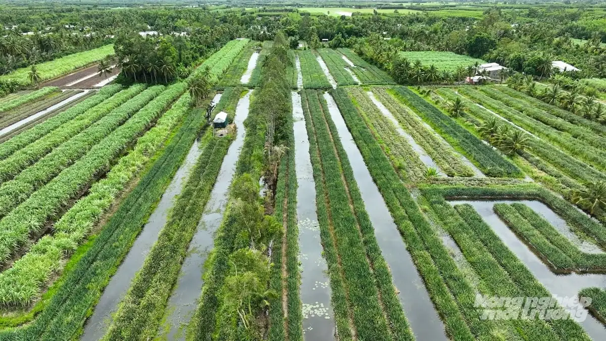 Cần Thơ phát triển khóm thành cây trồng chủ lực