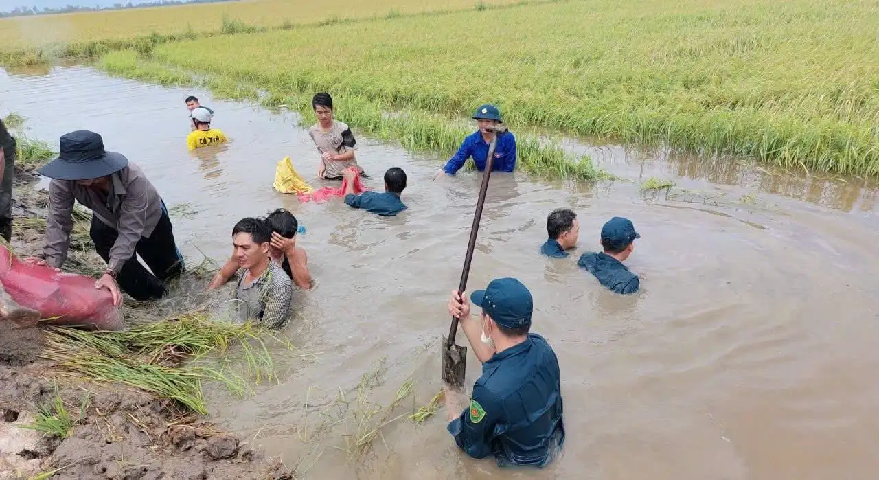 Cảnh dân, quân gặt lúa chạy lũ tràn đồng ở vùng Đồng Tháp Mười, địa phận tỉnh Long An trước sáp nhập Tây Ninh