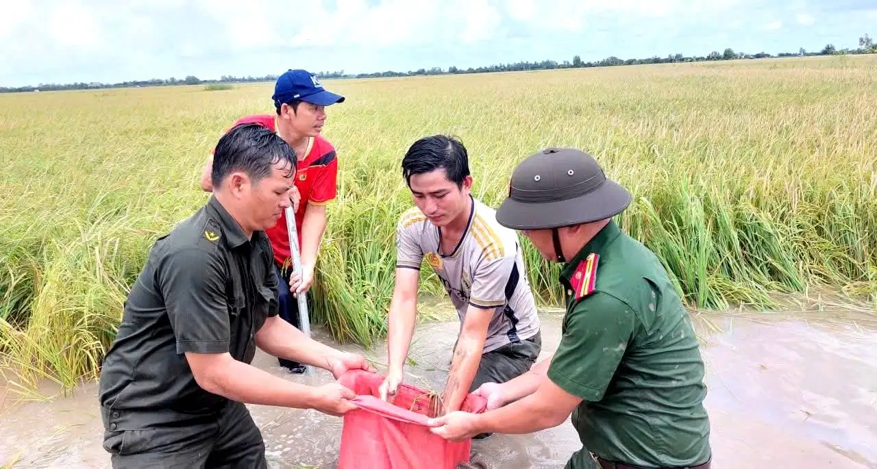 Cảnh dân, quân gặt lúa chạy lũ tràn đồng ở vùng Đồng Tháp Mười, địa phận tỉnh Long An trước sáp nhập Tây Ninh