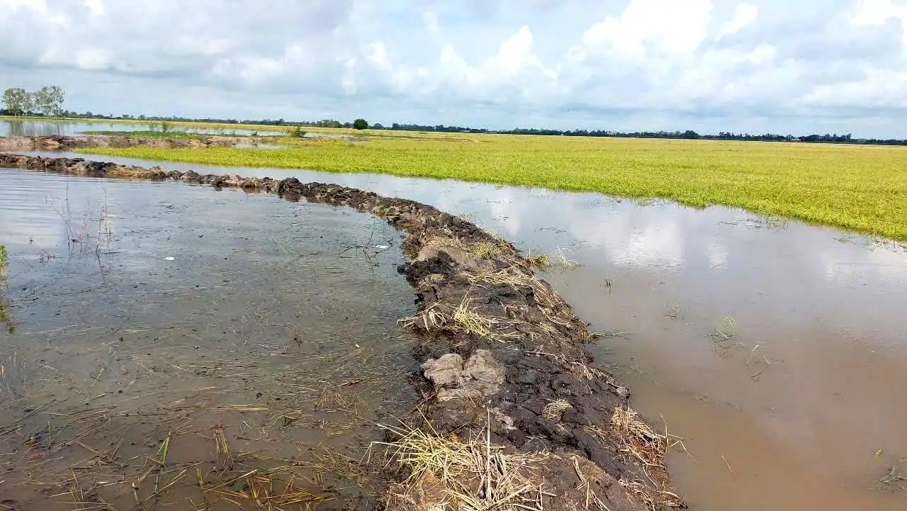 Cảnh dân, quân gặt lúa chạy lũ tràn đồng ở vùng Đồng Tháp Mười, địa phận tỉnh Long An trước sáp nhập Tây Ninh