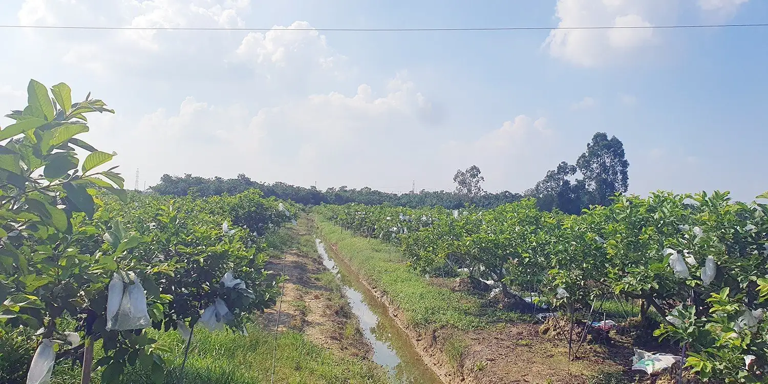 Cánh đồng Vua trồng loại quả giòn ngọt này ở Hải Phòng ai nếm cũng ham, sao lại gắn biển có chữ &#8220;3 không&#8221;