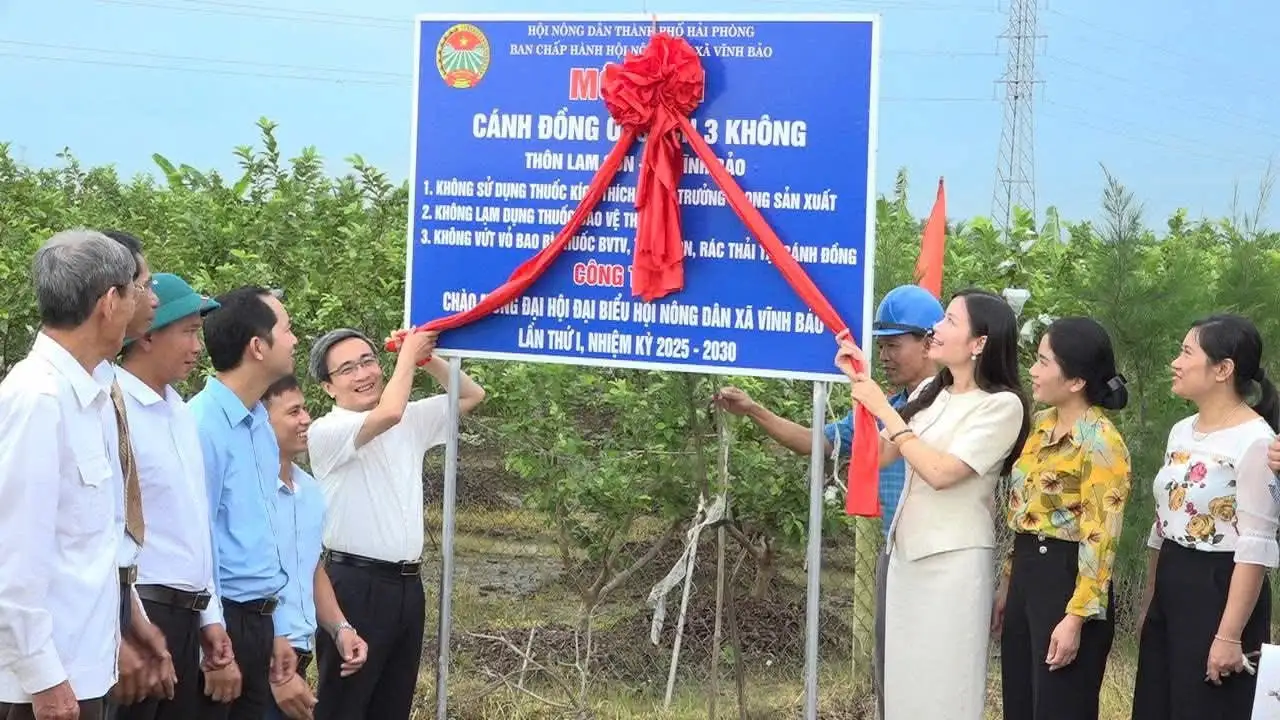 Cánh đồng Vua trồng loại quả giòn ngọt này ở Hải Phòng ai nếm cũng ham, sao lại gắn biển có chữ “3 không”