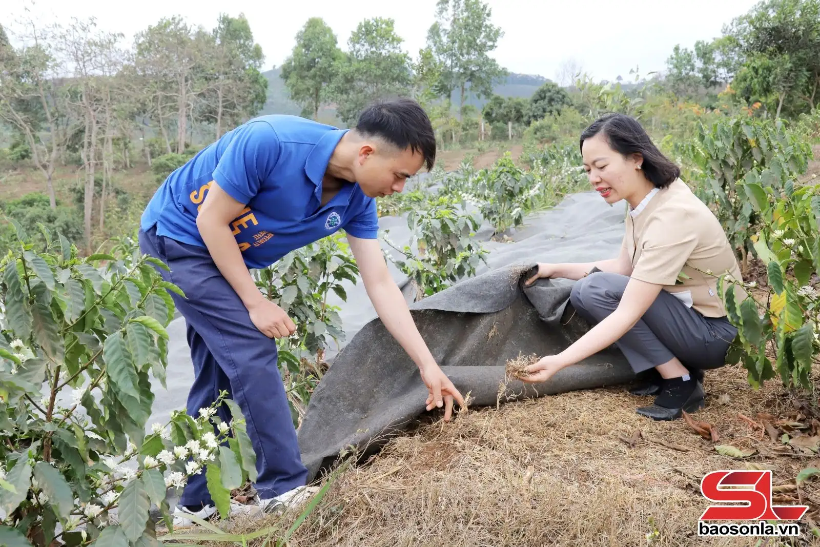 Canh tác cà phê thích ứng với biến đổi khí hậu