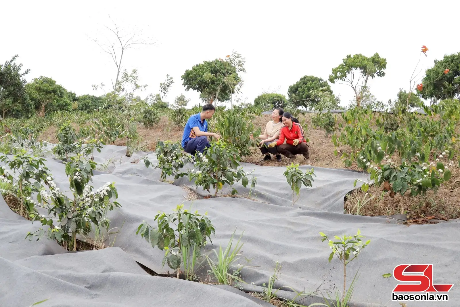 Canh tác cà phê thích ứng với biến đổi khí hậu