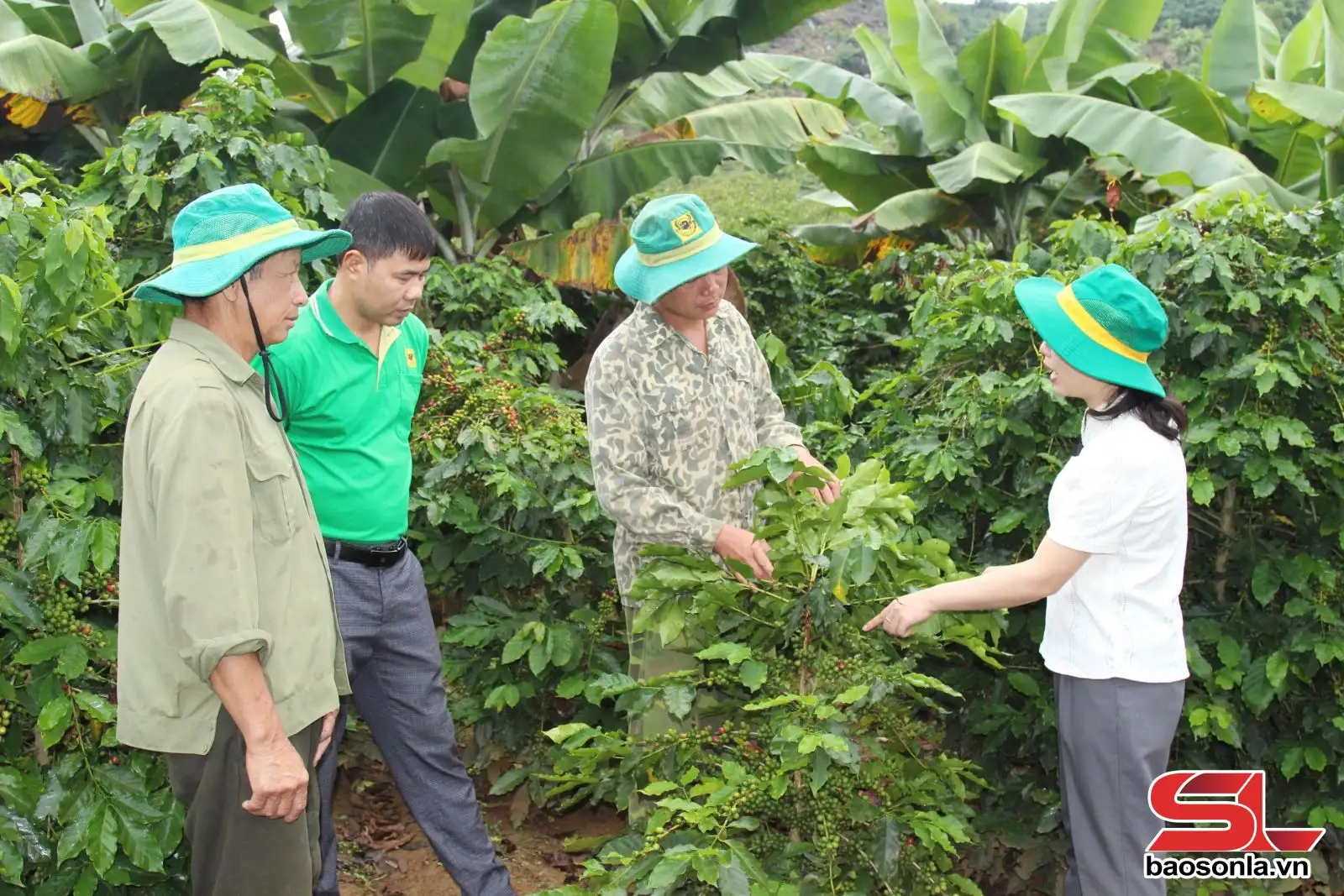 Canh tác cà phê thích ứng với biến đổi khí hậu