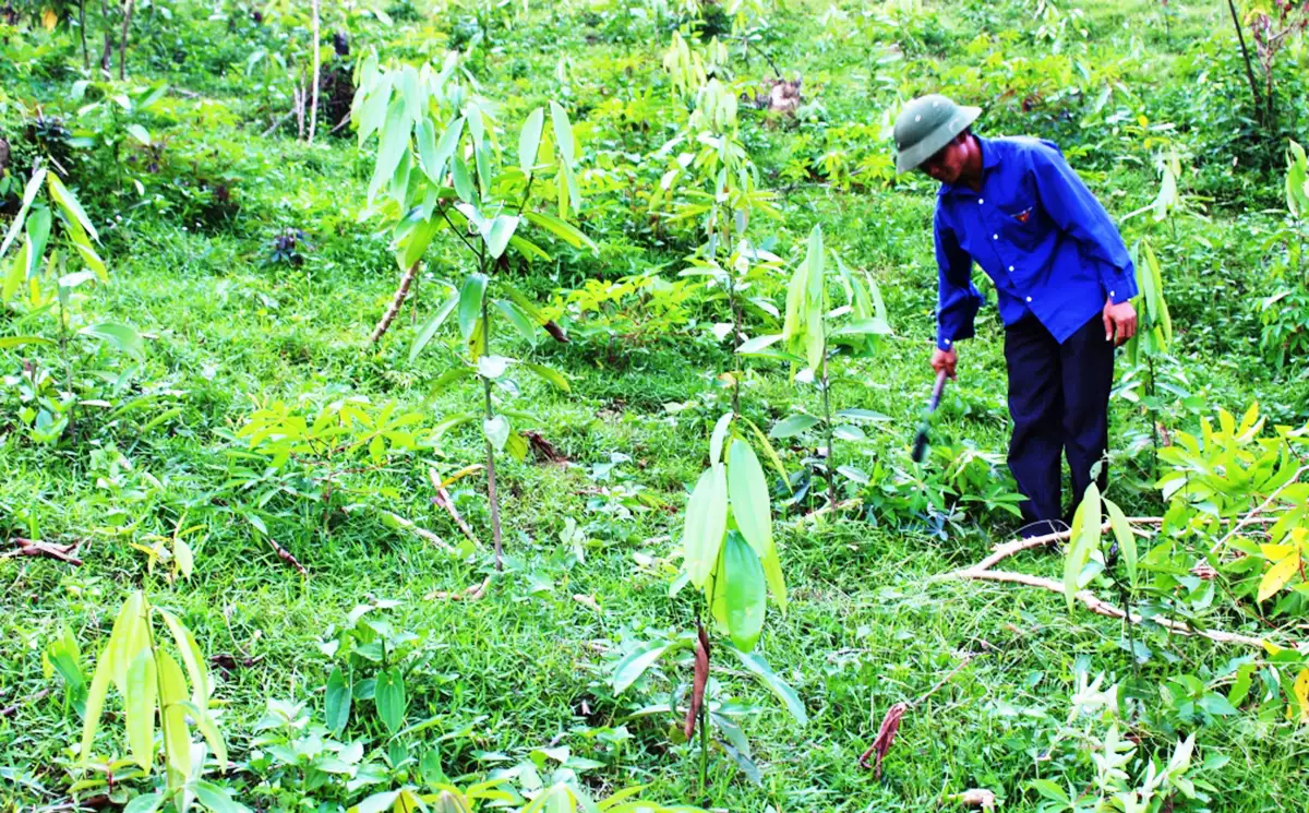 Cây quế Cao Bằng – ‘vàng xanh’ trên hành trình thoát nghèo bền vững