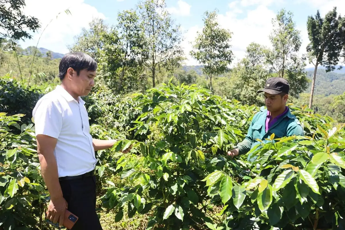 Cây thoát nghèo của người dân vùng cao Quảng Ngãi
