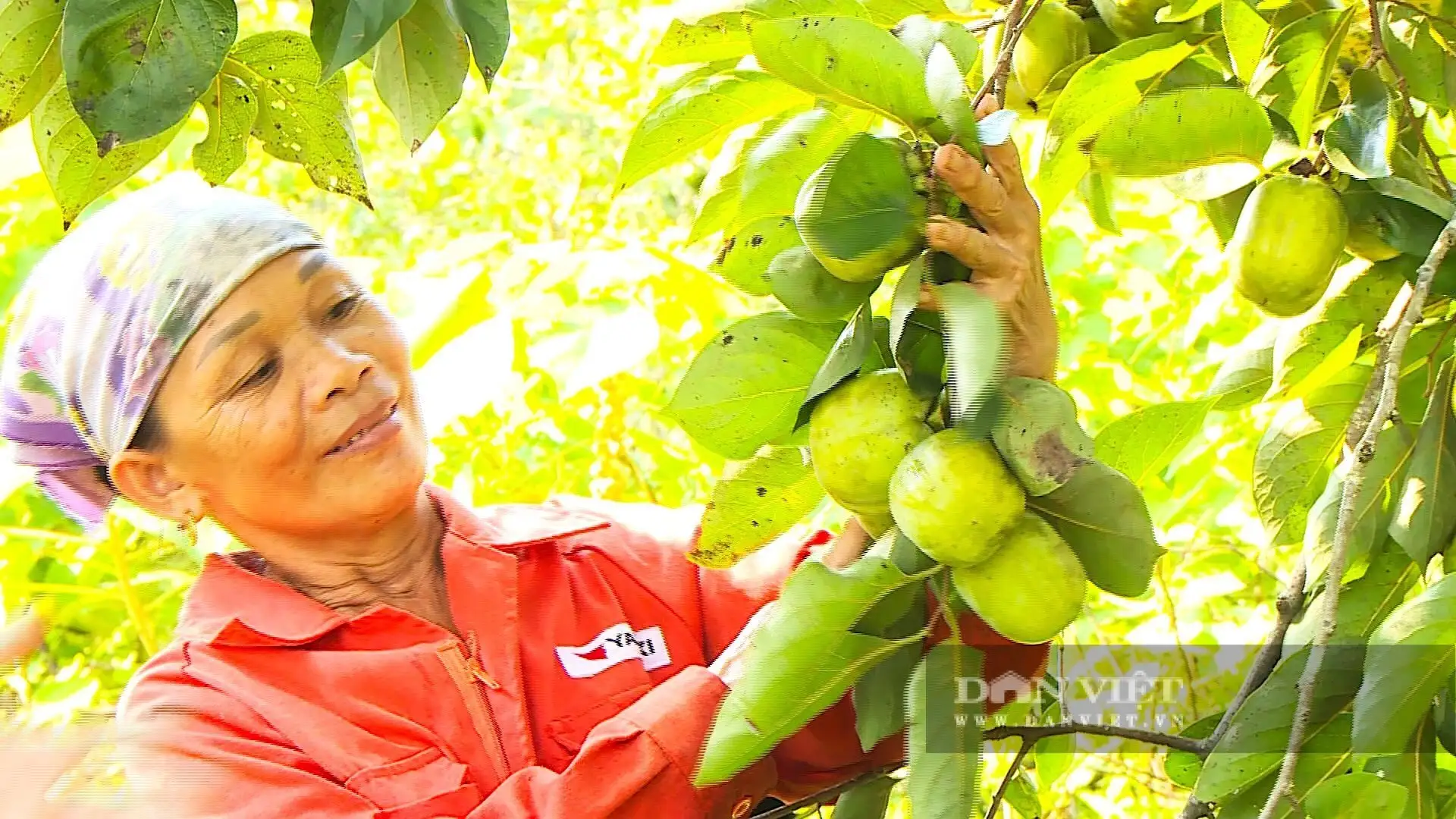 Cây tốt um, “thả” la liệt quả vuông, ngâm 3 ngày 3 đêm, ăn giòn ngọt, cả làng Hà Tĩnh bẻ bán mà trúng
