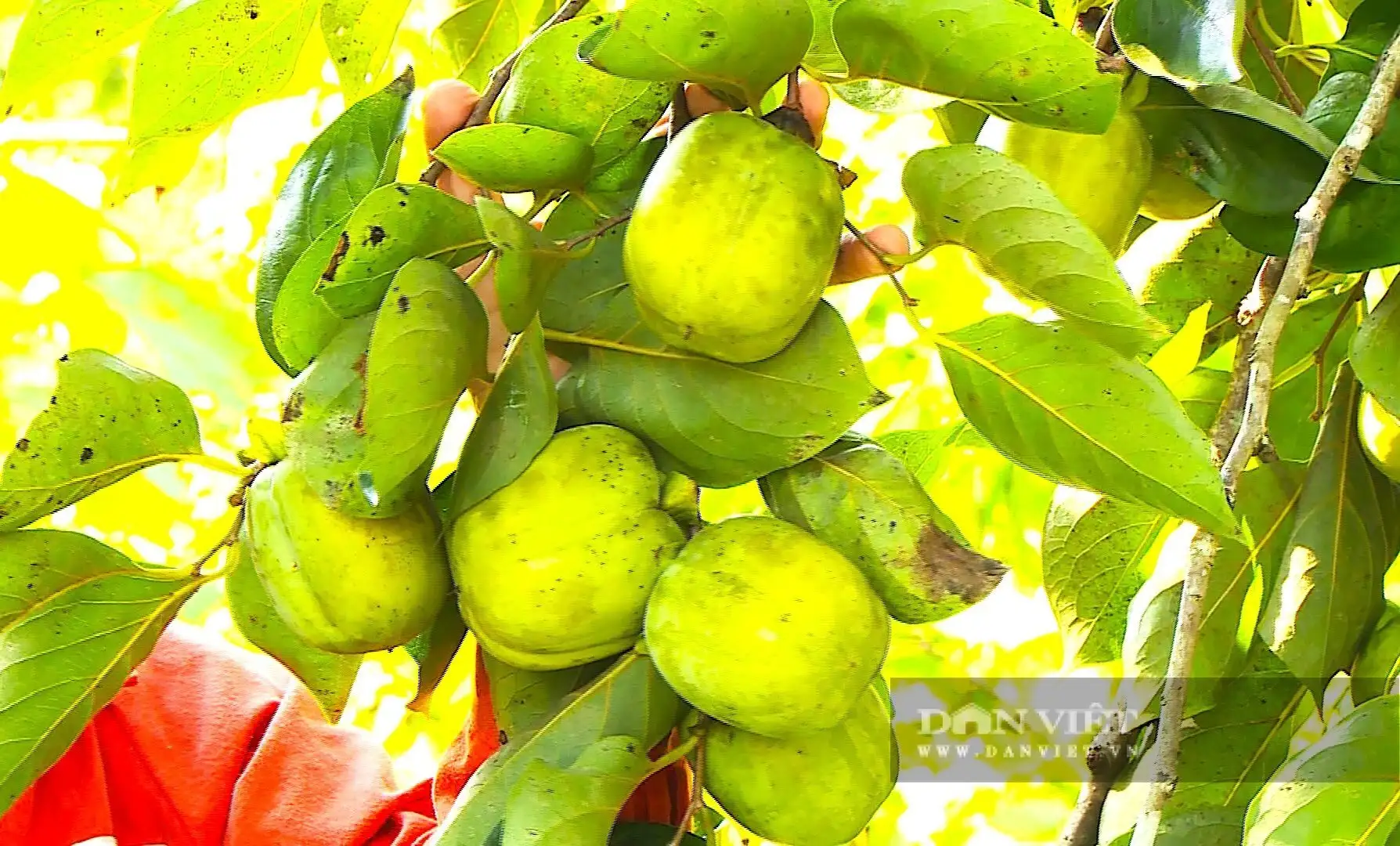 Cây tốt um, “thả” la liệt quả vuông, ngâm 3 ngày 3 đêm, ăn giòn ngọt, cả làng Hà Tĩnh bẻ bán mà trúng