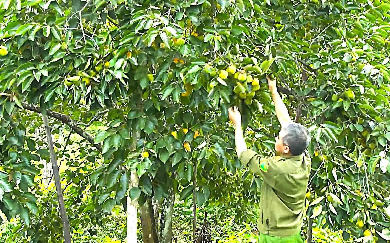Cây tốt um, “thả” la liệt quả vuông, ngâm 3 ngày 3 đêm, ăn giòn ngọt, cả làng Hà Tĩnh bẻ bán mà trúng