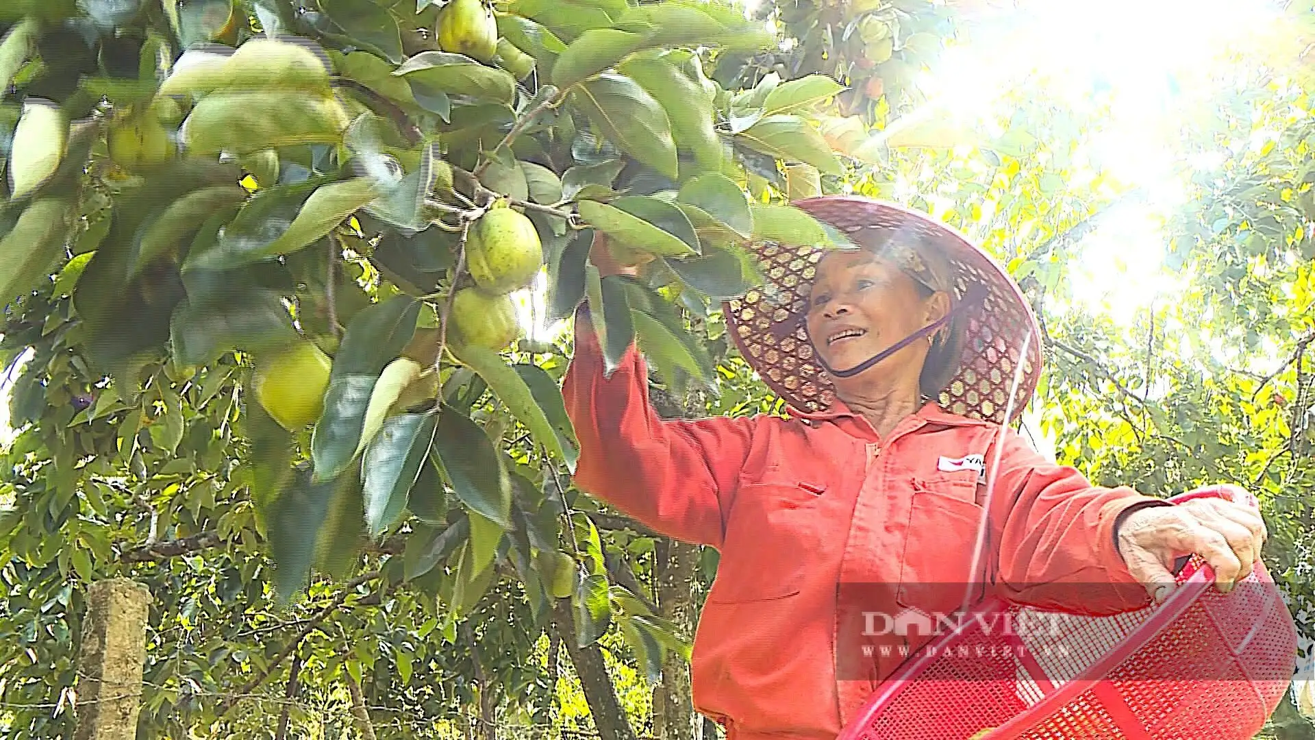 Cây tốt um, “thả” la liệt quả vuông, ngâm 3 ngày 3 đêm, ăn giòn ngọt, cả làng Hà Tĩnh bẻ bán mà trúng