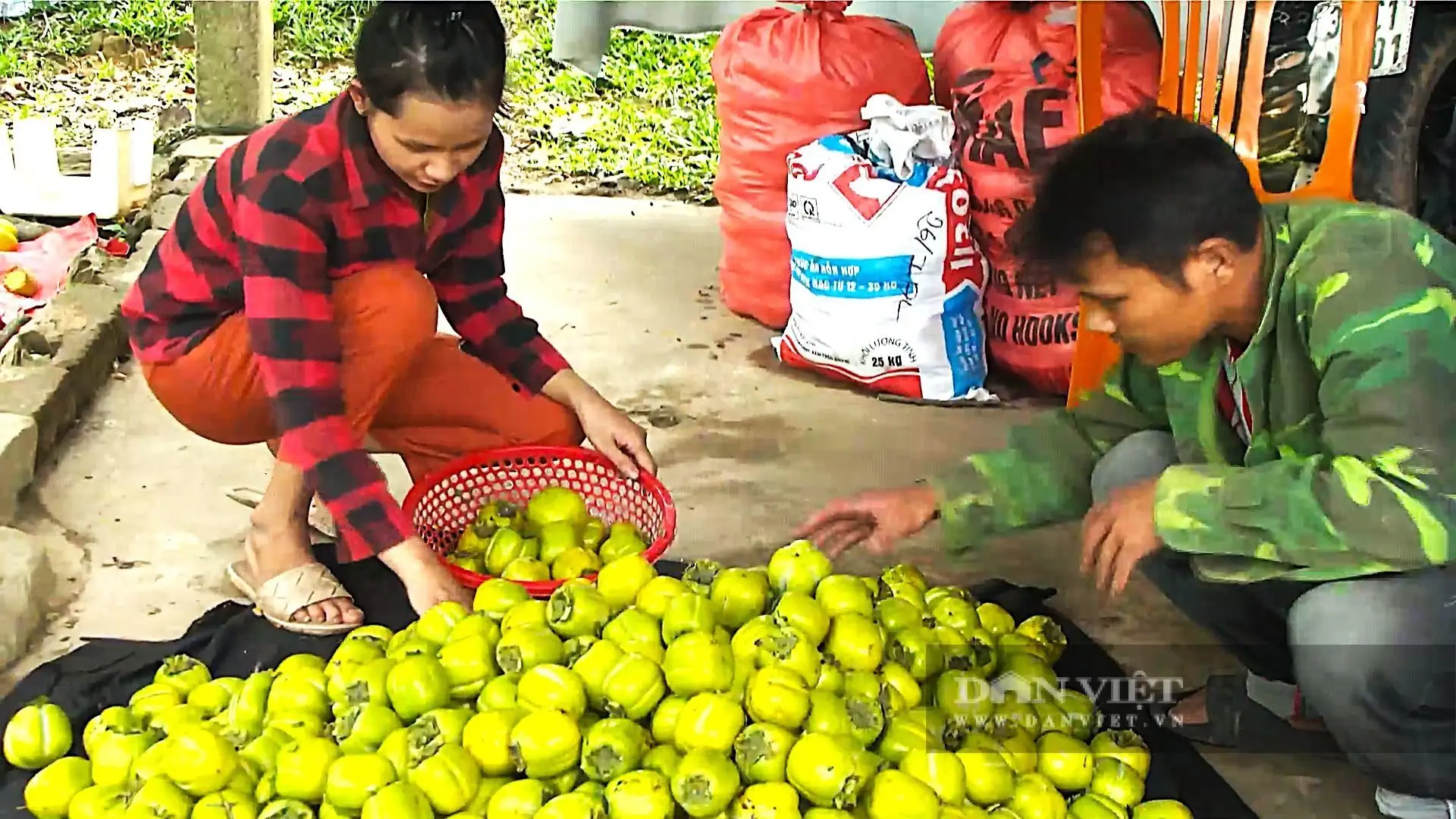 Cây tốt um, “thả” la liệt quả vuông, ngâm 3 ngày 3 đêm, ăn giòn ngọt, cả làng Hà Tĩnh bẻ bán mà trúng