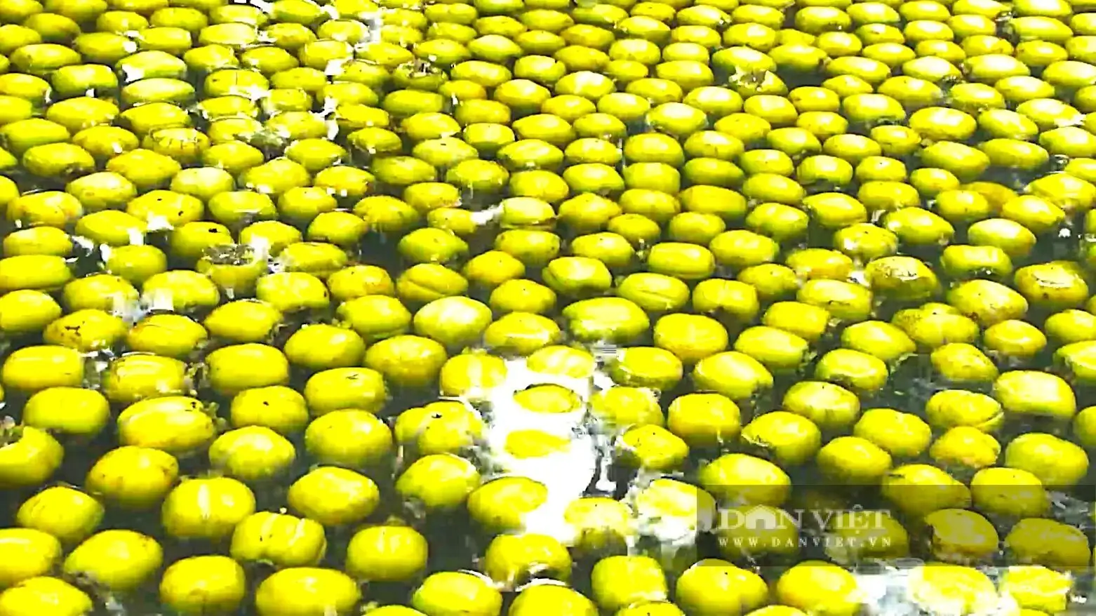 Cây tốt um, “thả” la liệt quả vuông, ngâm 3 ngày 3 đêm, ăn giòn ngọt, cả làng Hà Tĩnh bẻ bán mà trúng