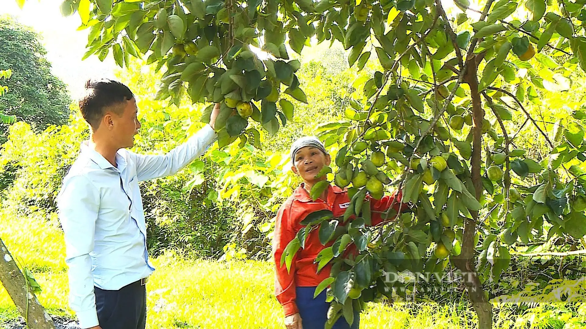 Cây tốt um, “thả” la liệt quả vuông, ngâm 3 ngày 3 đêm, ăn giòn ngọt, cả làng Hà Tĩnh bẻ bán mà trúng