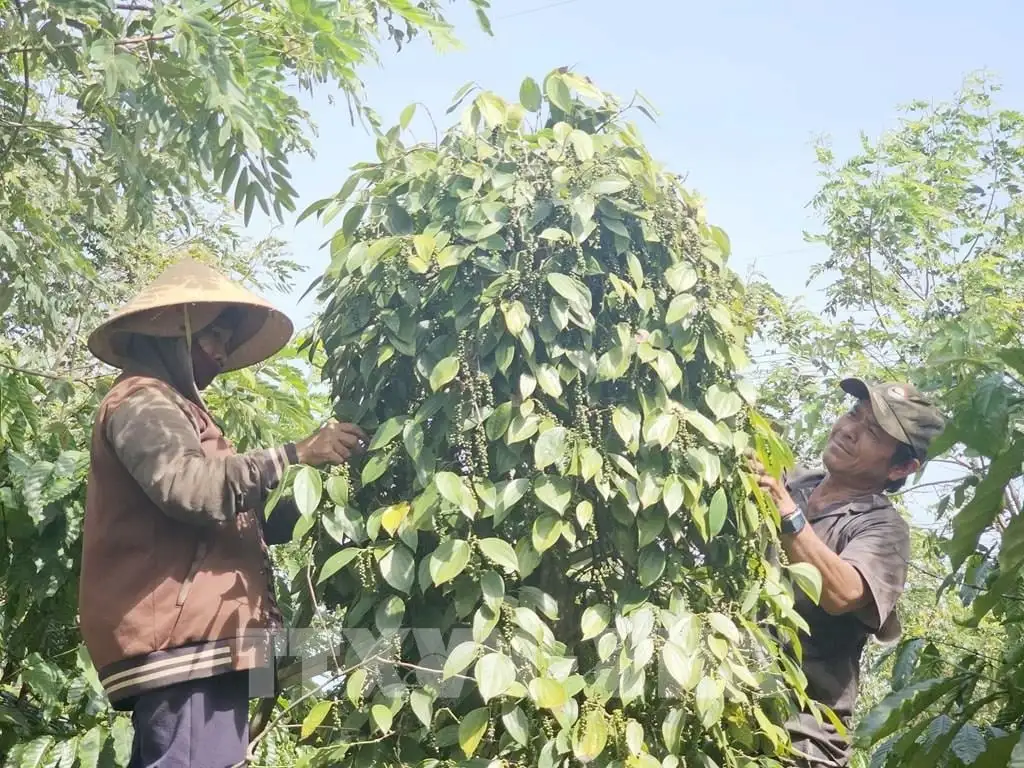 &#8220;Cây vàng đen&#8221; Việt Nam, trên con đường dẫn đến chuỗi giá trị tỷ đô đang gặp nút thắt gì?