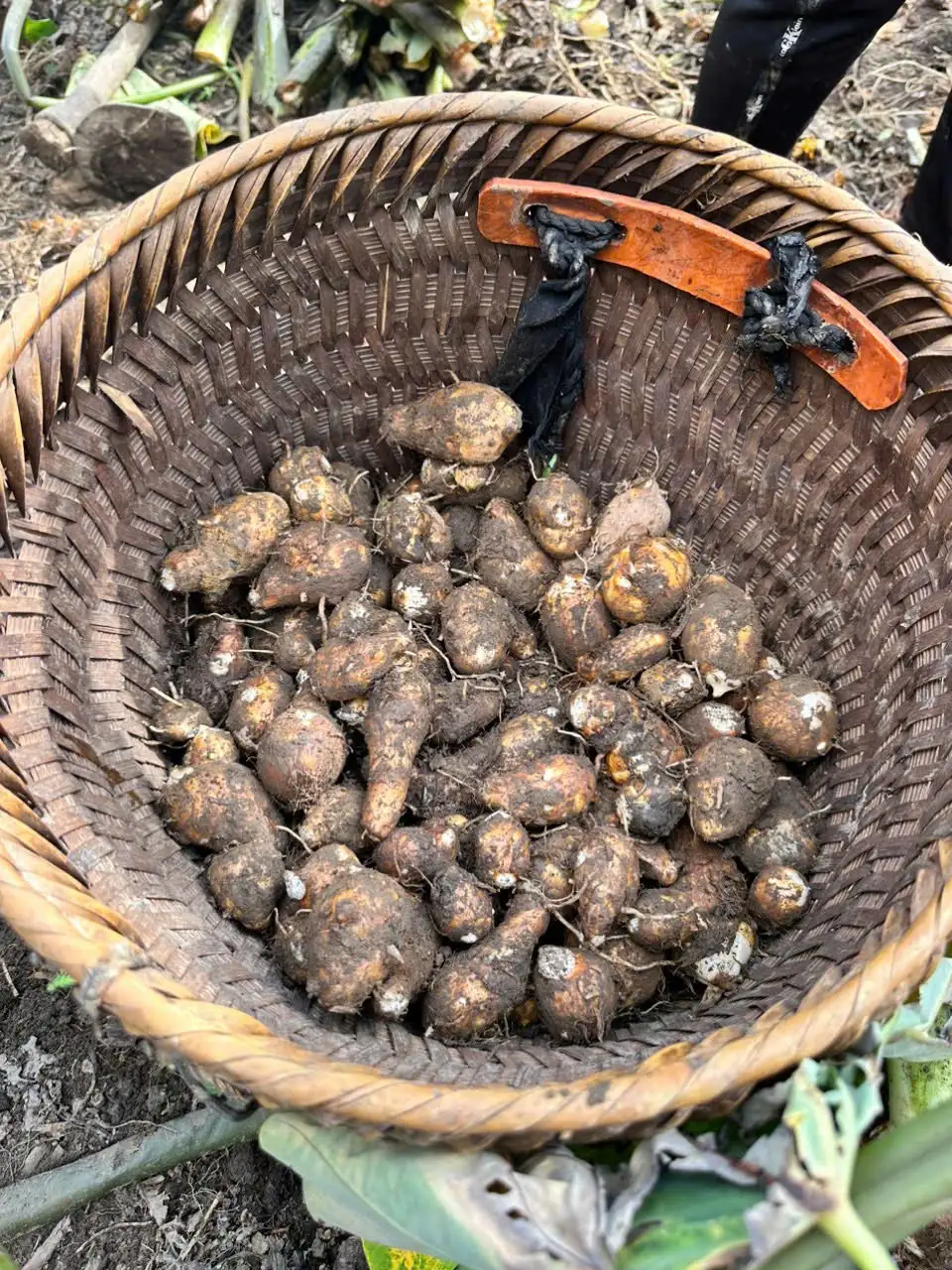 Cây “xóa nghèo” của người Mông vùng cao