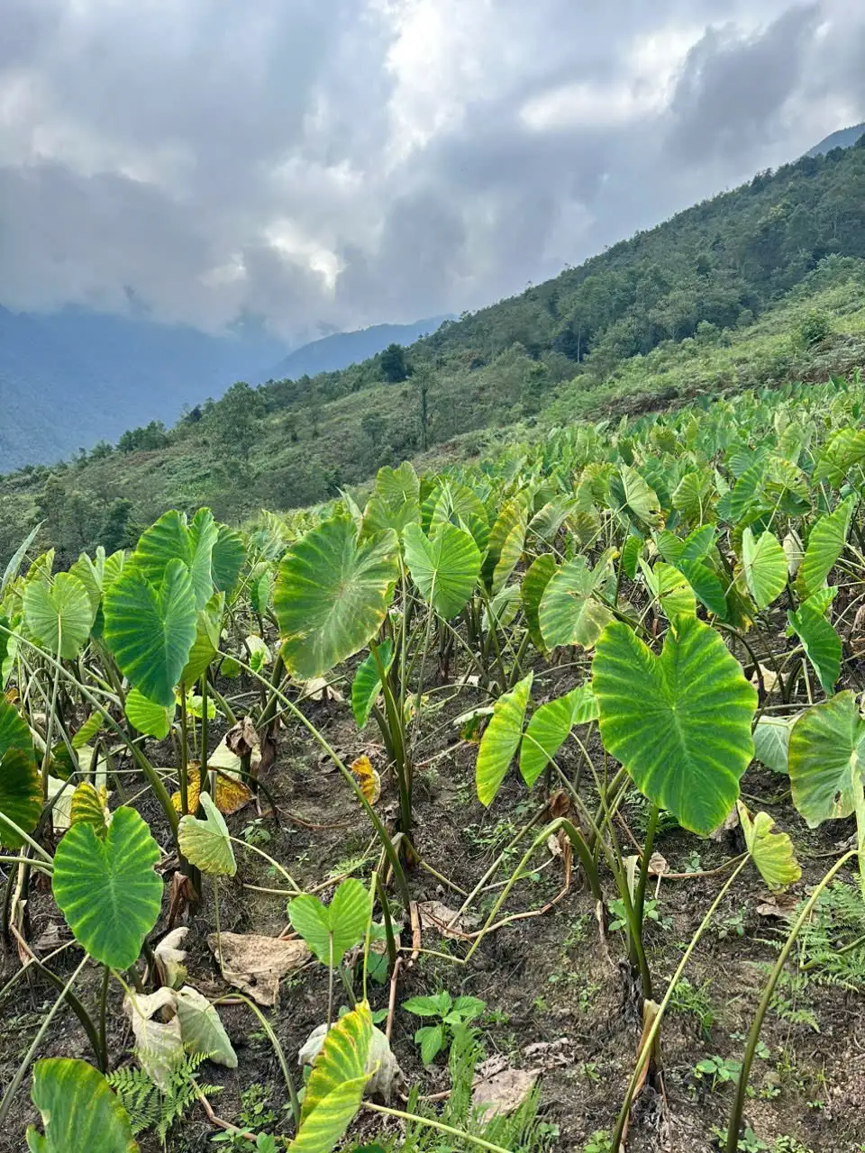 Cây “xóa nghèo” của người Mông vùng cao