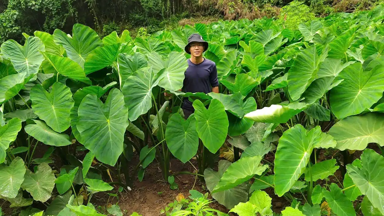 Cây “xóa nghèo” của người Mông vùng cao