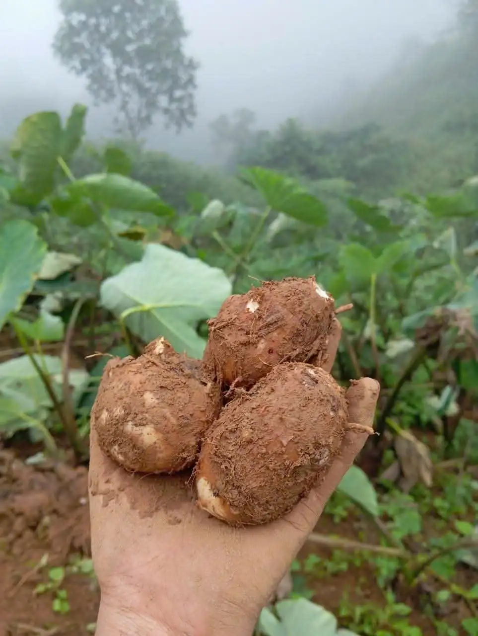 Cây “xóa nghèo” của người Mông vùng cao